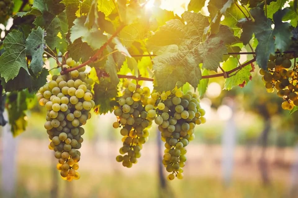 Ile kcal ma winogrono? Zaskakujące fakty o kaloryczności owoców Ile kcal ma winogrono? Zaskakujące fakty o kaloryczności owoców
