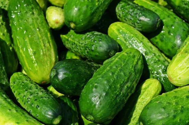 Ile kcal ma ogórek gruntowy? Zaskakująco niska kaloryczność! Ile kcal ma ogórek gruntowy? Zaskakująco niska kaloryczność!